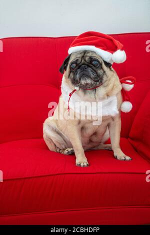 PUG vestito per Natale su Red Couch Foto Stock