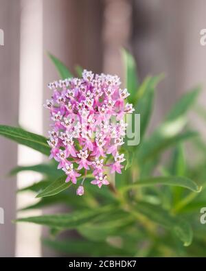 Palude di alghe di latte o farfalla erbaccia, ‘Cinderellal', un alimento di pianta di farfalla Monarch negli Stati Uniti. Foto Stock