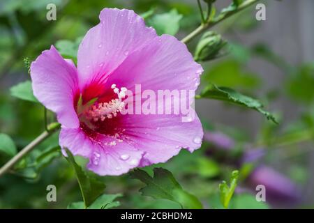 Rosa di fiori rosa Sharon closeup, Althea, Hibiscus syriacus, USA Foto Stock