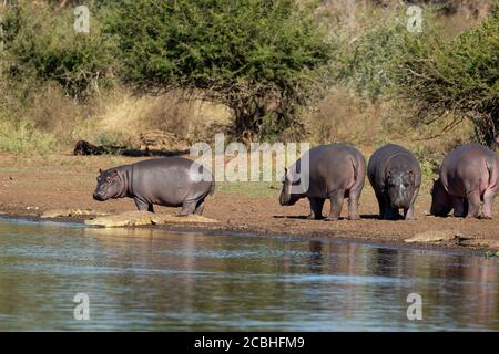 Quattro ippopotami che pascolano vicino all'acqua con uno interessato a nelle vicinanze Coccodrilli in Kruger Park Sud Africa Foto Stock