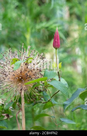 Clematis ‘Etoile Rose’ gemma di fiori accanto ad un Allium speso Ambassador fiore Foto Stock