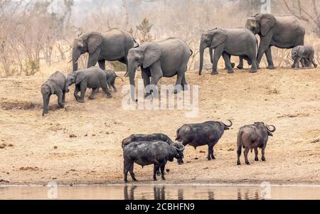 Quattro tori di bufalo del capo che si levano in piedi al bordo dell'acqua che guarda il arrivo della famiglia degli elefanti con i bambini nel pomeriggio d'inverno asciutto A Kruger Park South Afri Foto Stock