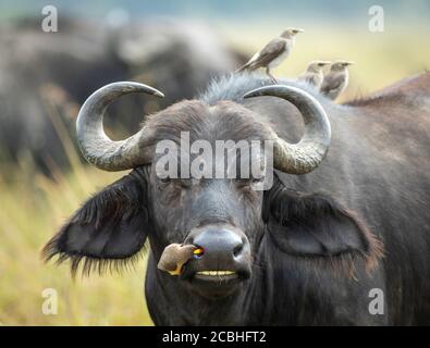 Primo piano sulla testa di bufalo del capo con picking del bue Zecche dal suo naso in Masai Mara Kenya Foto Stock