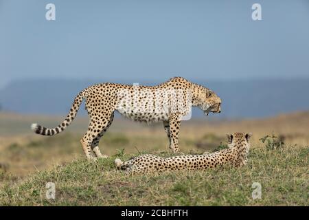 Due ghepardi che riposano nel bel mezzo di una giornata di sole Masai Mara Kenya con una strada laterale in piedi e il altri che si stendono su erba Foto Stock