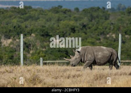 Rhino bianco del nord molto raro ed altamente minacciato con grande E corno smussato che cammina lungo la recinzione nella riserva di OL Pajeta In Kenya Foto Stock