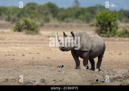 Rhino nero adulto intero corpo orizzontale ritratto con orecchie appuntite E grande corno nella riserva di OL Pajeta in Kenya Foto Stock