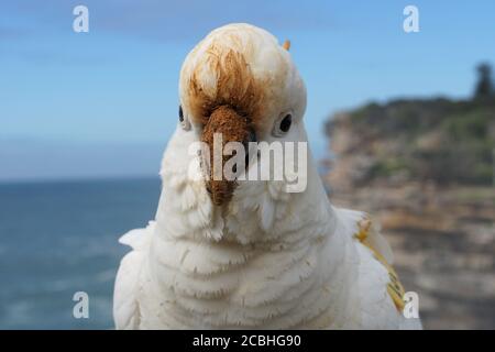 Primo piano Vista frontale di un Cockatoo solforato con fango Becco Foto Stock