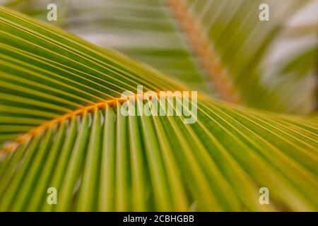 Primo piano foglia di cocco palma verde fresco texture linee modello prospettiva sfondo astratto Foto Stock