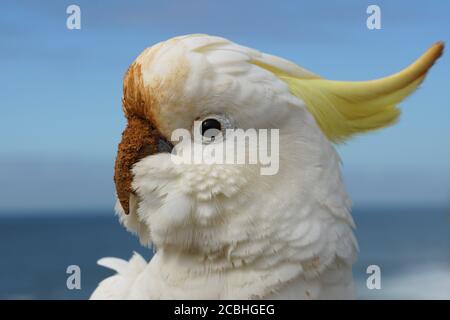 Vista laterale della testa di un Cockatoo dalla faccia sterrata Foto Stock