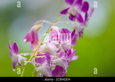 Natura floreale tropicale, orchidea rosa e foglie di rugiada. Pioggia al mattino in fiori tropicali giardino con sfondo natura sogno sfocato Foto Stock