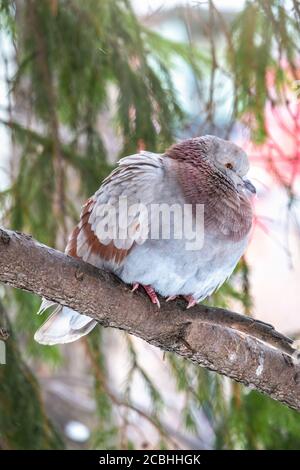 Il grasso di Pigeon è importante seduta su un ramo. Il piccione domestico bird e sfocata sfondo naturale. Grigio colomba bird. Foto Stock