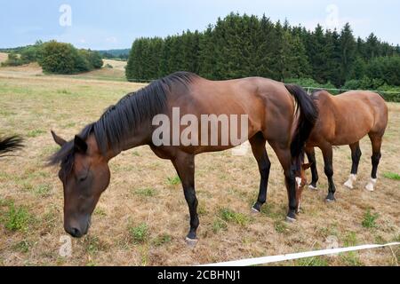 Bei cavalli pascolano sul prato, alte montagne sullo sfondo, erba verde brillante Foto Stock