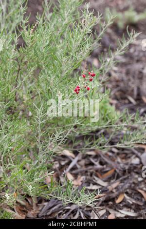 Saltbush carnoso (Rhagodia crassifolia) fruttato. Marzo 2011. Santuario di Entwood. Sandleton. Murraylands. Australia del Sud. Australia. Foto Stock