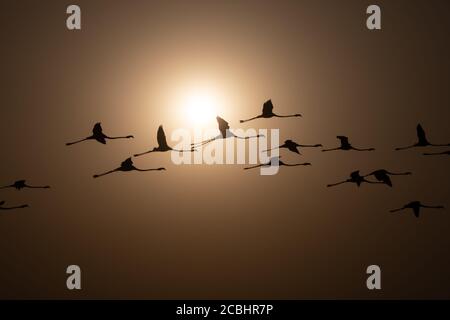 Grande Flamingo- fenicottero roseo, Bhigwan, Maharashtra, India Foto Stock