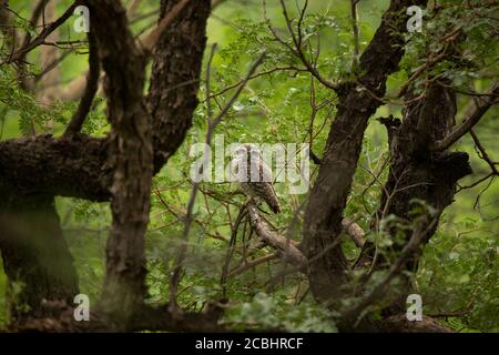 Avvistato Owlet- Athene brama, Jhalana, Rajasthan, India Foto Stock