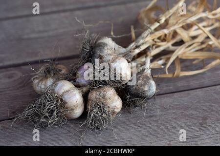 Aglio fresco scavato dopo ingaterazione su superficie di legno ristic Foto Stock