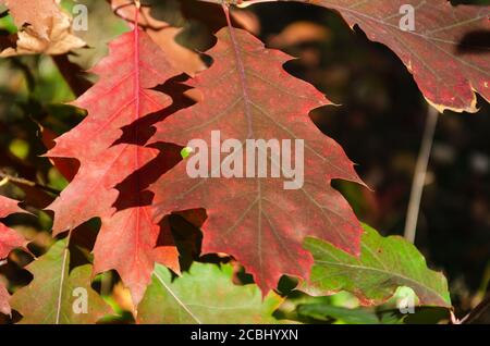 Foglie autunnali di quercia rossa americana in un giorno soleggiato di ottobre. Primo piano. Sfondo autunno. Messa a fuoco selettiva Foto Stock