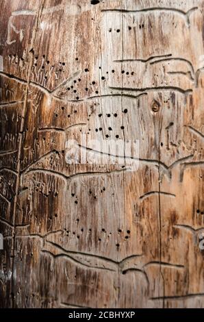 Astratto sfondo testurizzato su un tronco di albero mangiato da un beccano. Modello wormholes. Vista dall'alto. Primo piano Foto Stock