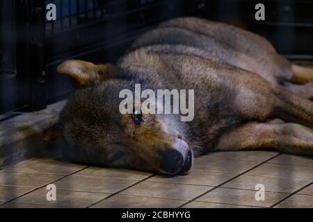 Lupo annoiato in una gabbia Foto Stock