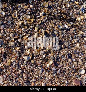 Conchiglie e detriti di conchiglie su una spiaggia scozzese al largo della costa orientale della Scozia, in cima alla sabbia e ai fini ghiaioli esposti a bassa marea. Foto Stock