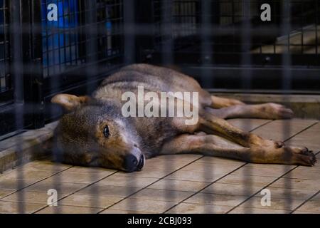 Lupo annoiato in una gabbia Foto Stock