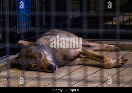 Lupo annoiato in una gabbia Foto Stock