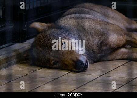 Lupo annoiato in una gabbia Foto Stock