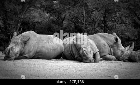 Tre rinoceronti bianchi del sud stanno prendendo un pisolino. Foto Stock