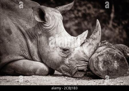 Un Rhino Bianco del Sud si inclina verso un tronco per fare un pisolino. Foto Stock