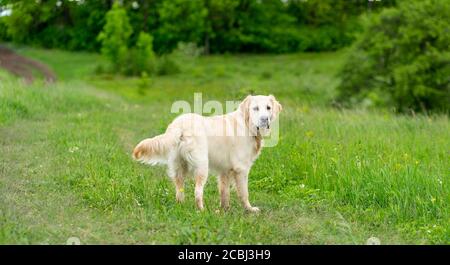 Carino cane Golden Retriever che cammina su erba verde Foto Stock