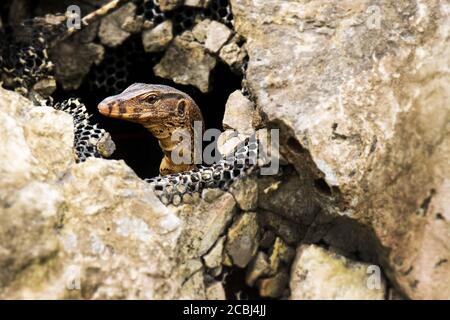 Lizard di monitoraggio dell'acqua nella pietra, Varanus salvator, Thailandia, Asia Foto Stock