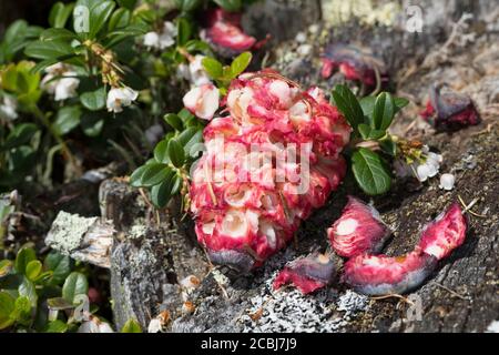 Tannenhäher hat Zirbenzapfen aufgehackt, Zapfen, Zirbe, Zirben-Zapfenr, Tannen-Häher, Nucifraga caryocatactes, Nutcracker, nutcracker spotted, Eurasia Foto Stock