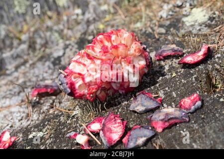 Tannenhäher hat Zirbenzapfen aufgehackt, Zapfen, Zirbe, Zirben-Zapfenr, Tannen-Häher, Nucifraga caryocatactes, Nutcracker, nutcracker spotted, Eurasia Foto Stock