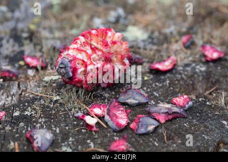 Tannenhäher hat Zirbenzapfen aufgehackt, Zapfen, Zirbe, Zirben-Zapfenr, Tannen-Häher, Nucifraga caryocatactes, Nutcracker, nutcracker spotted, Eurasia Foto Stock