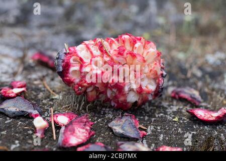 Tannenhäher hat Zirbenzapfen aufgehackt, Zapfen, Zirbe, Zirben-Zapfenr, Tannen-Häher, Nucifraga caryocatactes, Nutcracker, nutcracker spotted, Eurasia Foto Stock