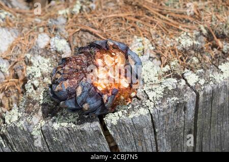 Tannenhäher hat Zirbenzapfen aufgehackt, Zapfen, Zirbe, Zirben-Zapfenr, Tannen-Häher, Nucifraga caryocatactes, Nutcracker, nutcracker spotted, Eurasia Foto Stock