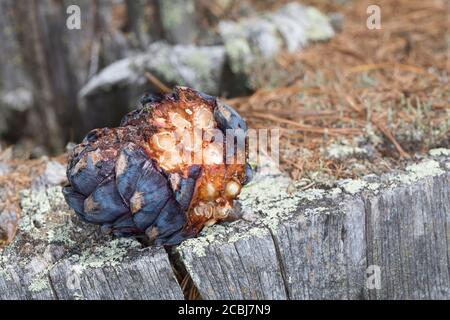 Tannenhäher hat Zirbenzapfen aufgehackt, Zapfen, Zirbe, Zirben-Zapfenr, Tannen-Häher, Nucifraga caryocatactes, Nutcracker, nutcracker spotted, Eurasia Foto Stock