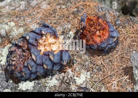 Tannenhäher hat Zirbenzapfen aufgehackt, Zapfen, Zirbe, Zirben-Zapfenr, Tannen-Häher, Nucifraga caryocatactes, Nutcracker, nutcracker spotted, Eurasia Foto Stock