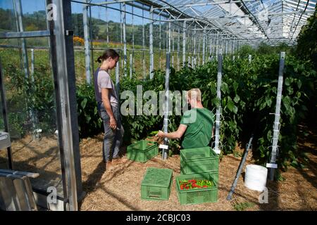 Erntehelfer in einem Bio-Gewaechshaus bei der Peperonie und Paprika Ernte. Foto Stock