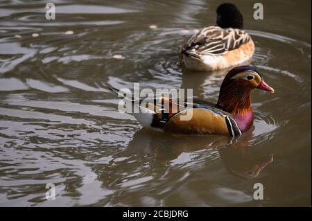 Mandarin Duck, Washington Wetland Center, Washington, Tyne and Wear, Regno Unito Foto Stock