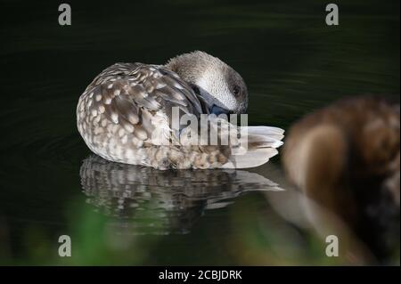 Washington Wetland Center, Washington, Tyne and Wear, Regno Unito Foto Stock
