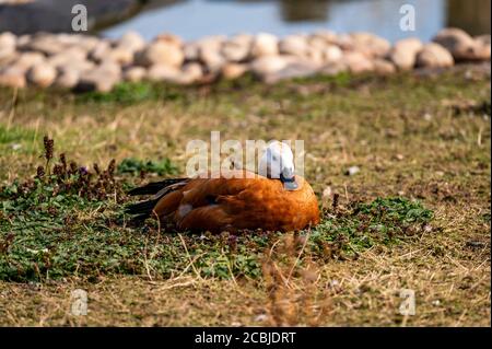 Washington Wetland Center, Washington, Tyne and Wear, Regno Unito Foto Stock