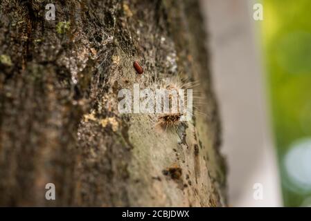 I bruchi processivi di quercia sono un rischio per la salute per gli esseri umani e. animali domestici Foto Stock