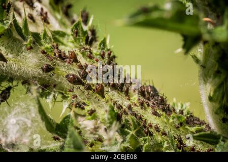 Closeup estremo di grandi colonie afide che infestano foglie di pianta Foto Stock