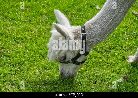 alpaca bianca e carina in un campo di erba verde in una soleggiata giornata estiva. Foto Stock