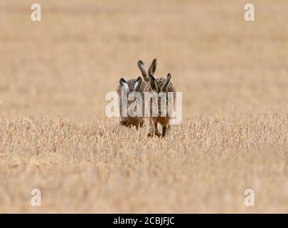 Due Mares marroni (Lepus europaeus) danno inseguimento, Norfolk Foto Stock