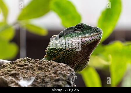 Un vitticeps di Pogona, il drago centrale (o interno) bearded, è una specie di lucertola di agamid in Australia Foto Stock