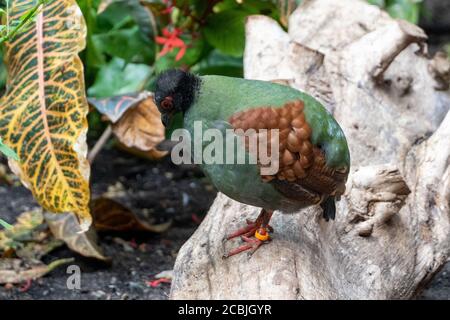 Una pernice femminile crestata (Rollulus rouloul) anche noto come la pernice di legno crestato, roul-roul, pernice di legno rosso-coronato, quaglia di legno verde o gre Foto Stock