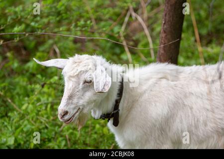 Primo piano di una capra bianca con la tracolla che mangia erba. Foto Stock