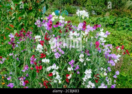 Sweetpeas in fiore, crescendo su assegnazione UK Foto Stock